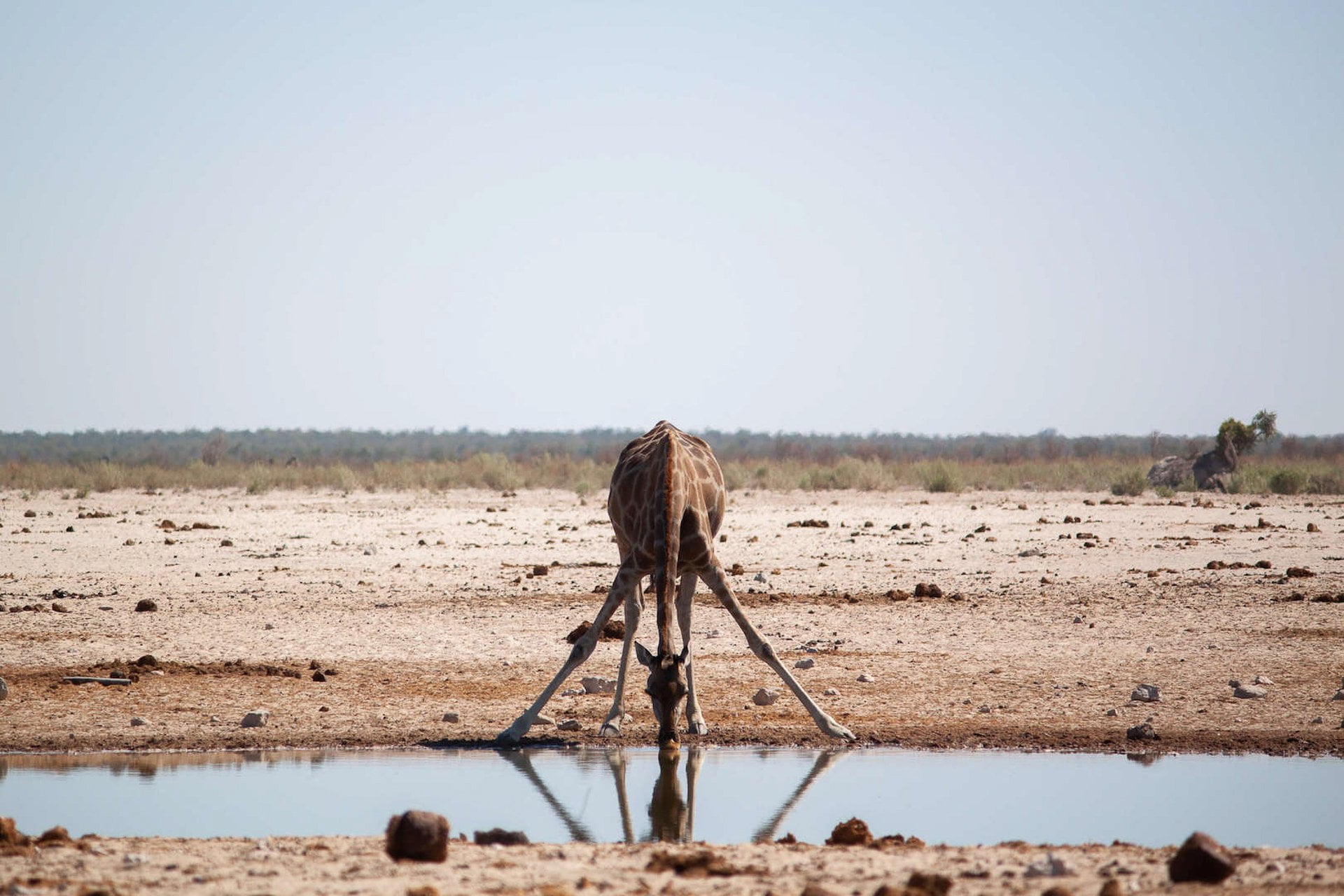 Namibia travel tips cover photo - a giraffe drinks water at a water hole in Etosha