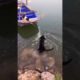 the dog rescues his friend from the boat (a true friend)