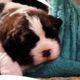 Cutest Saint Bernard Puppies Learning to Stand, and Exploring World | Too Cute | Animal Planet