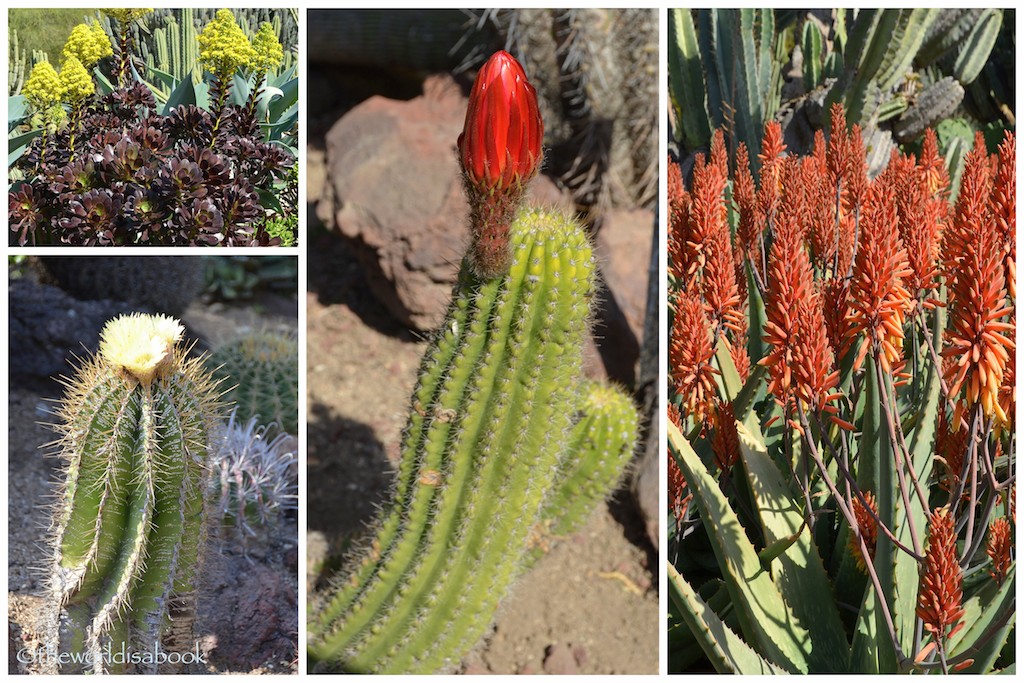 Huntington Garden cactus