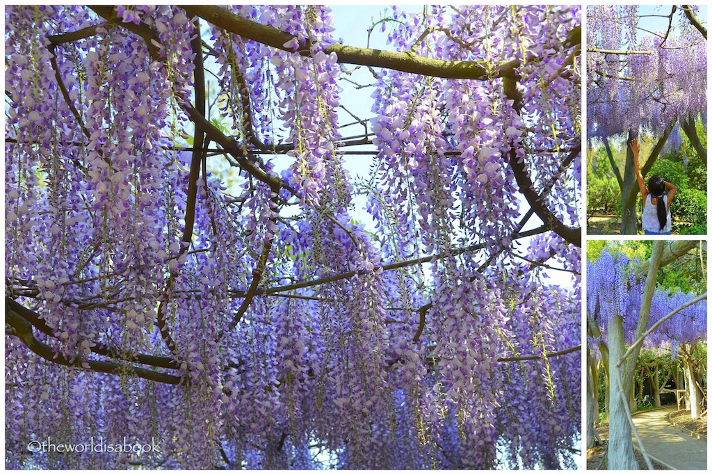 Huntington Gardens wisteria