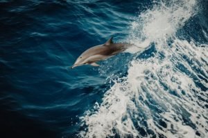 Swim with Dolphins in Jamaica