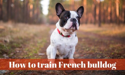 How to train french bulldog