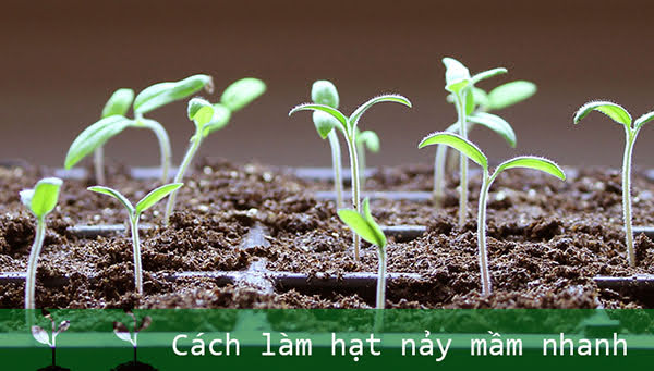 cách làm hạt giống nảy mầm nhanh nhất