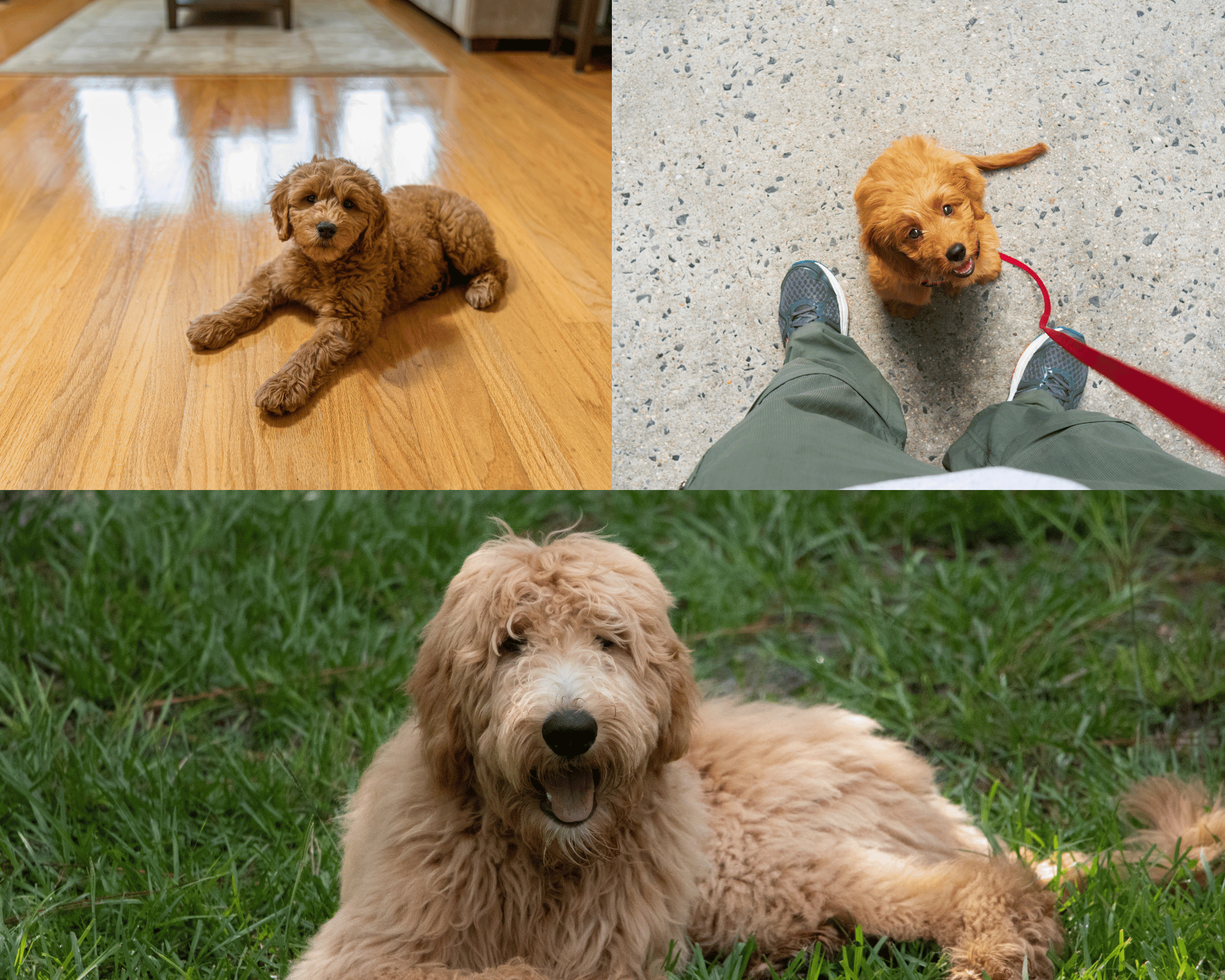 The Ultimate Guide to Bathing Your Goldendoodle