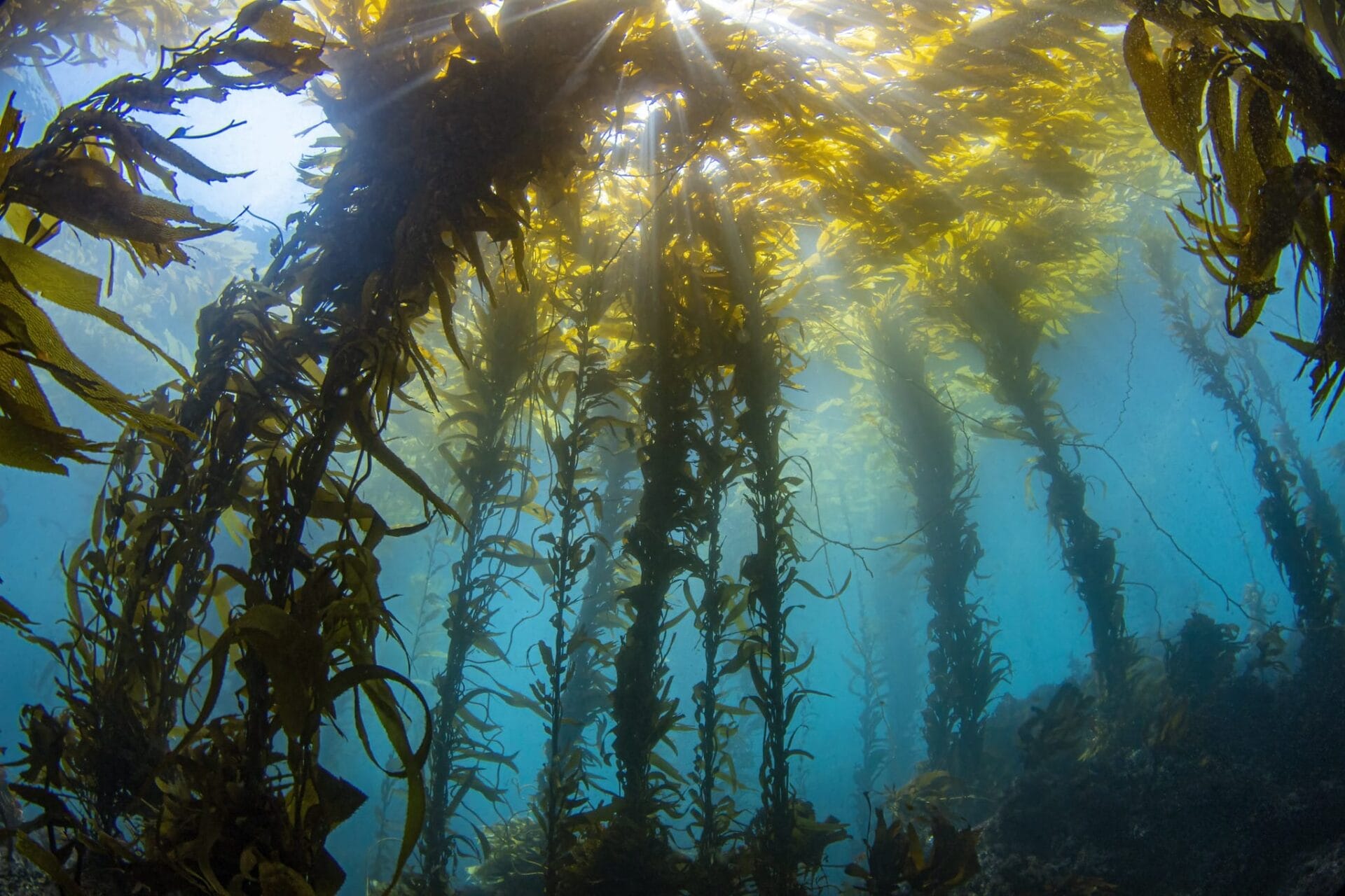 An underwater photo of kelp.