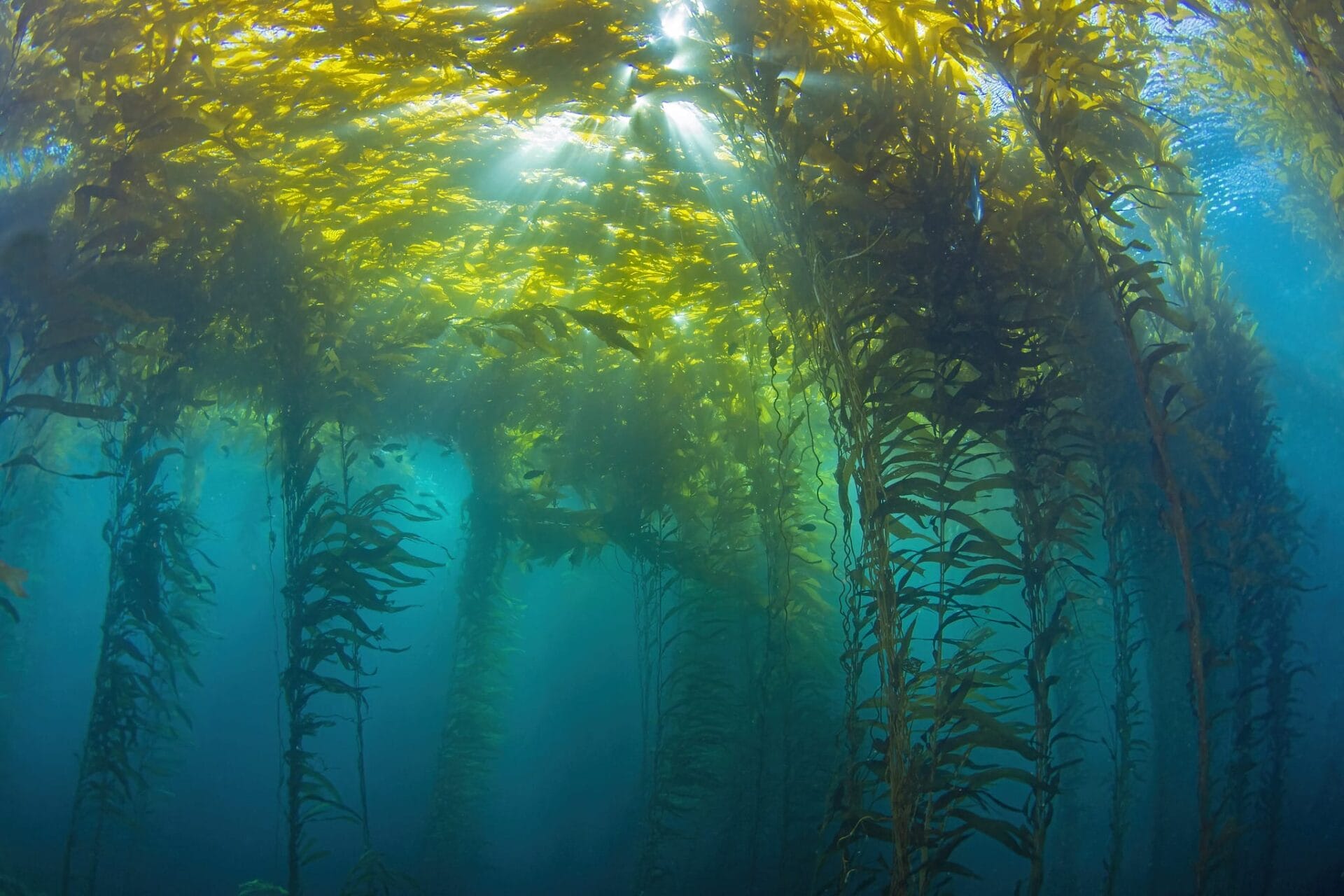 An underwater photo of kelp.