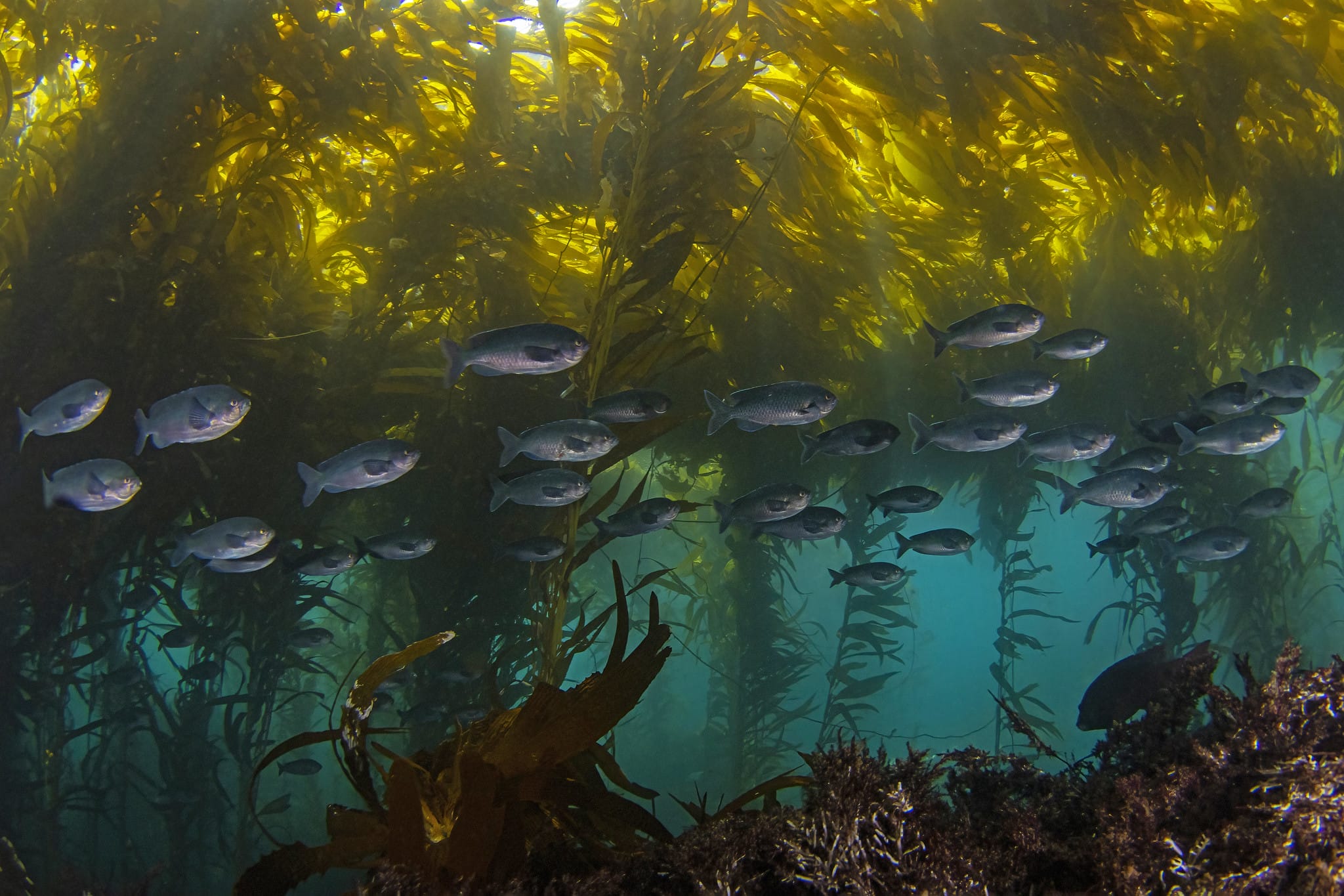 An underwater photo of fish swimming by kelp.