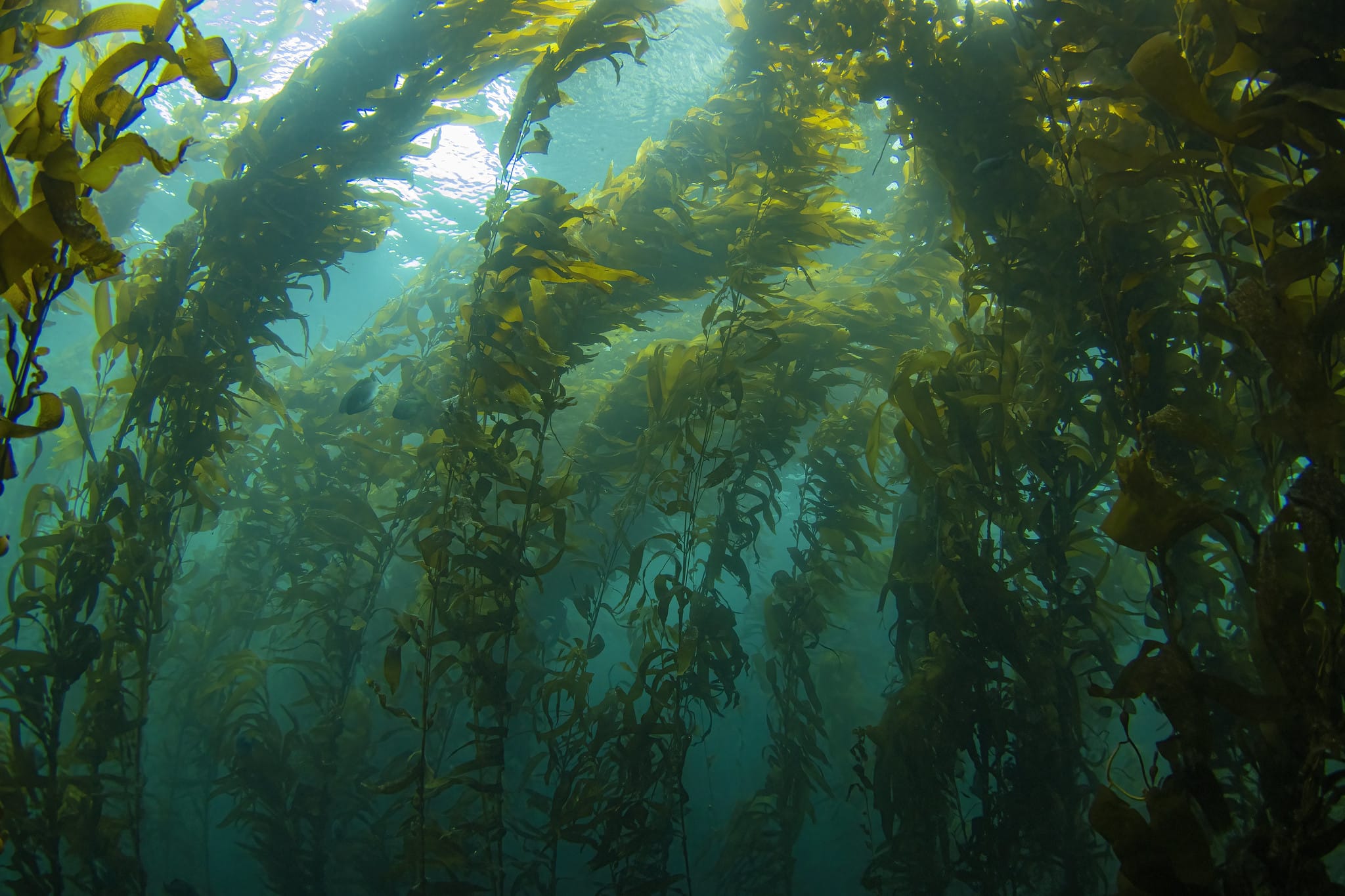 An underwater photo of kelp.