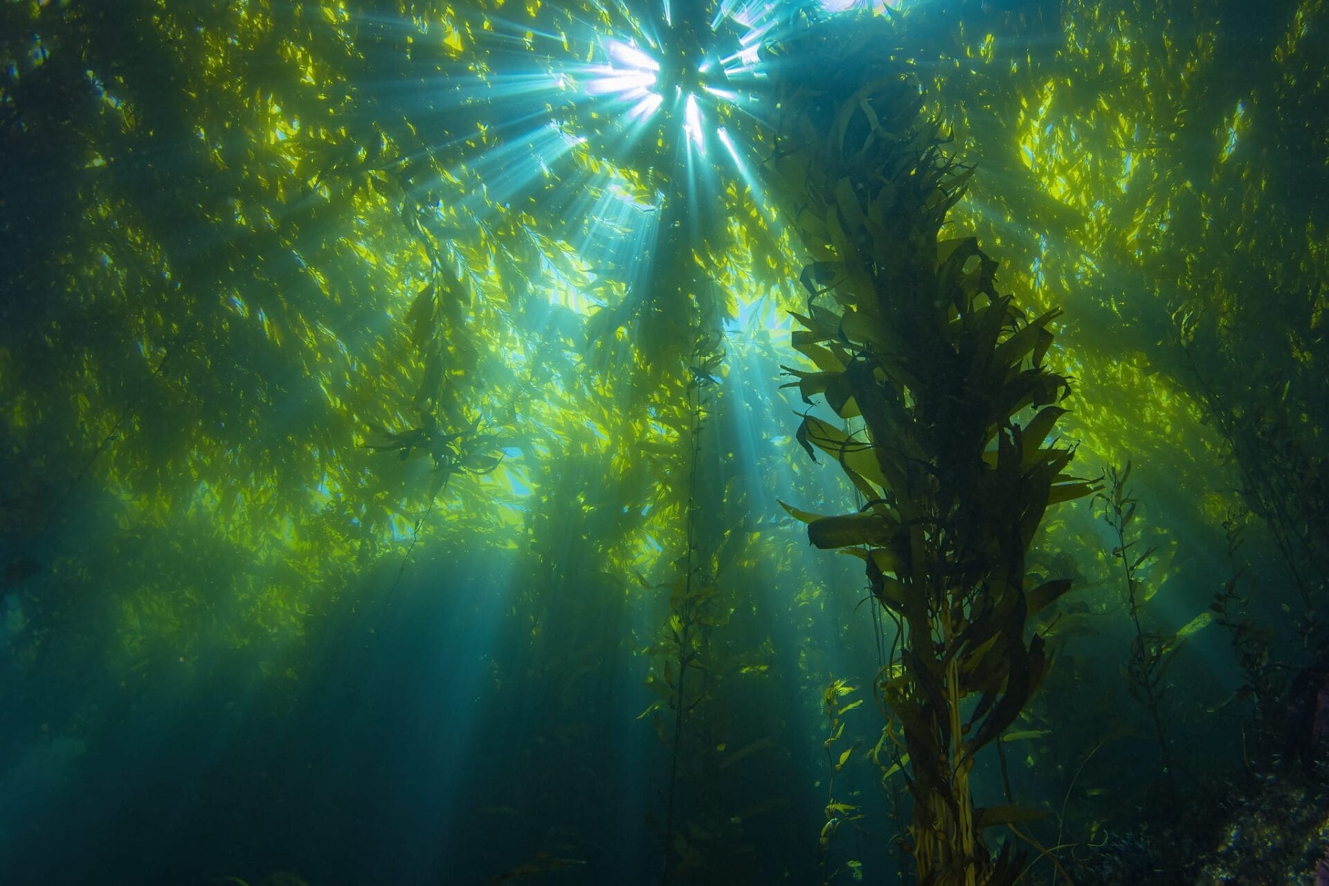 An underwater photo of kelp.