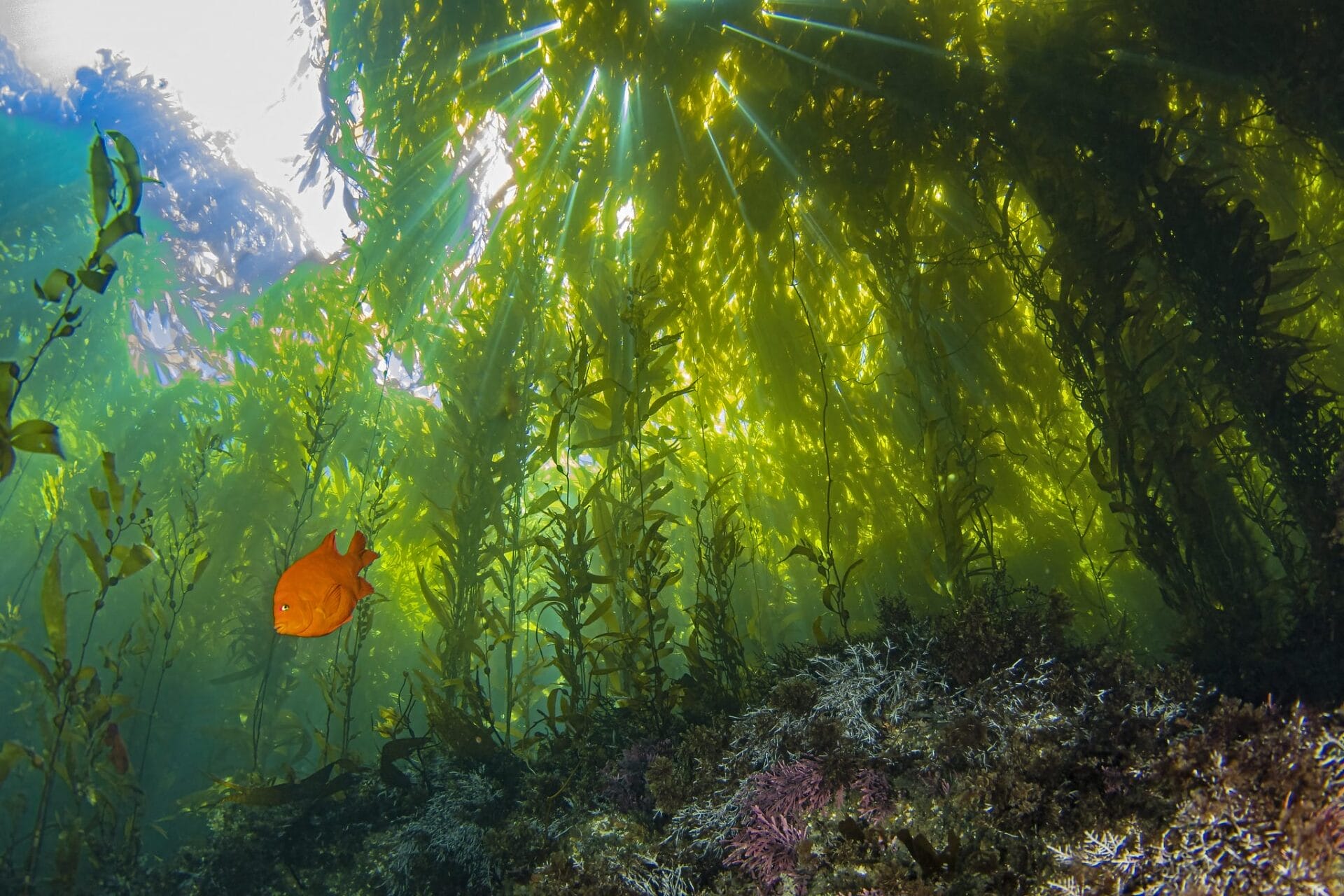 An underwater photo of kelp.