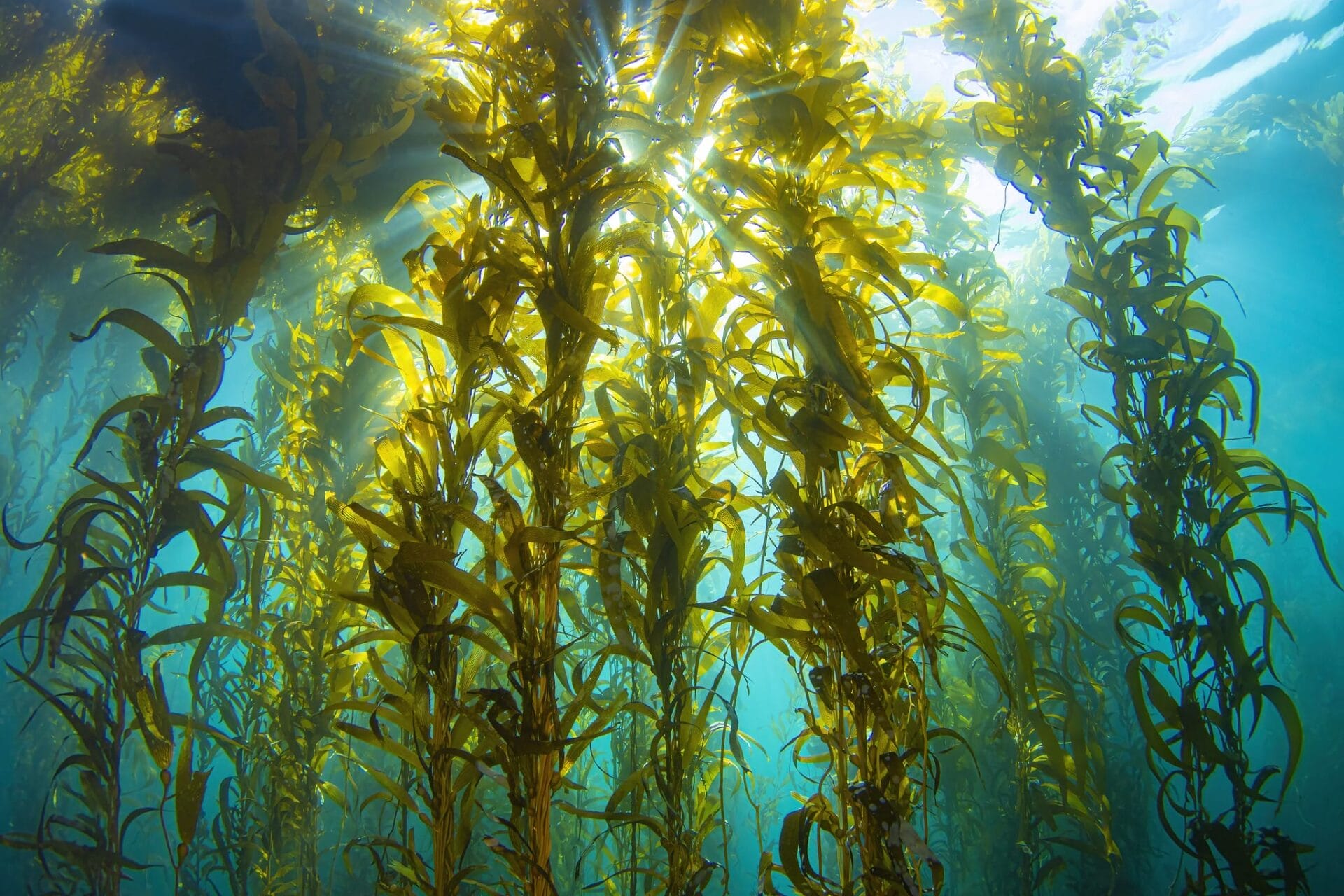 An underwater photo of kelp.