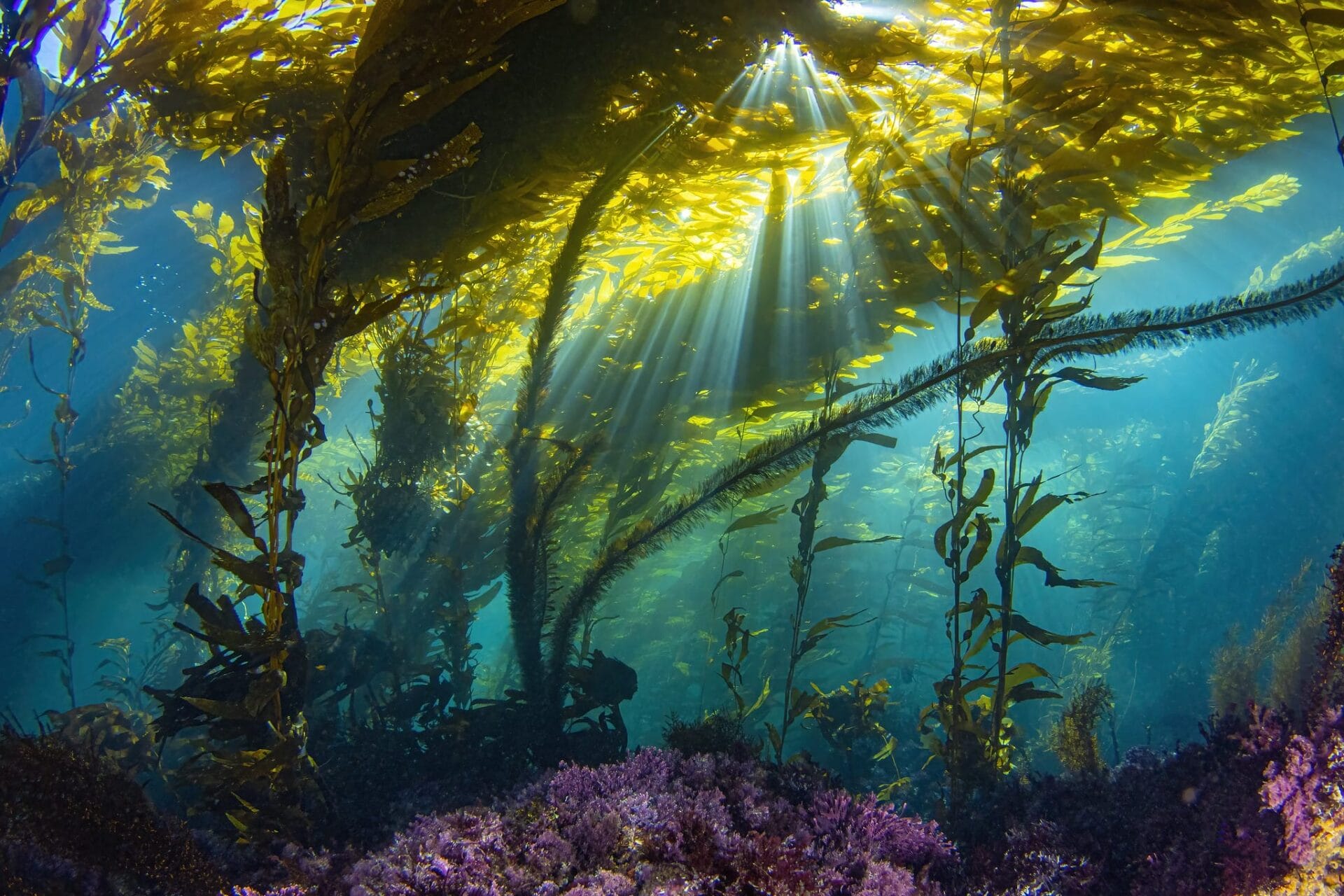 An underwater photo of kelp.