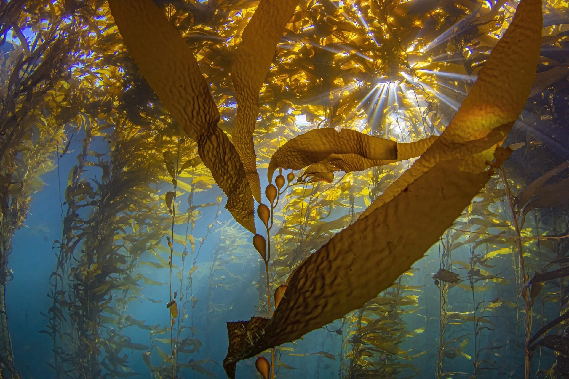 An underwater photo of kelp.