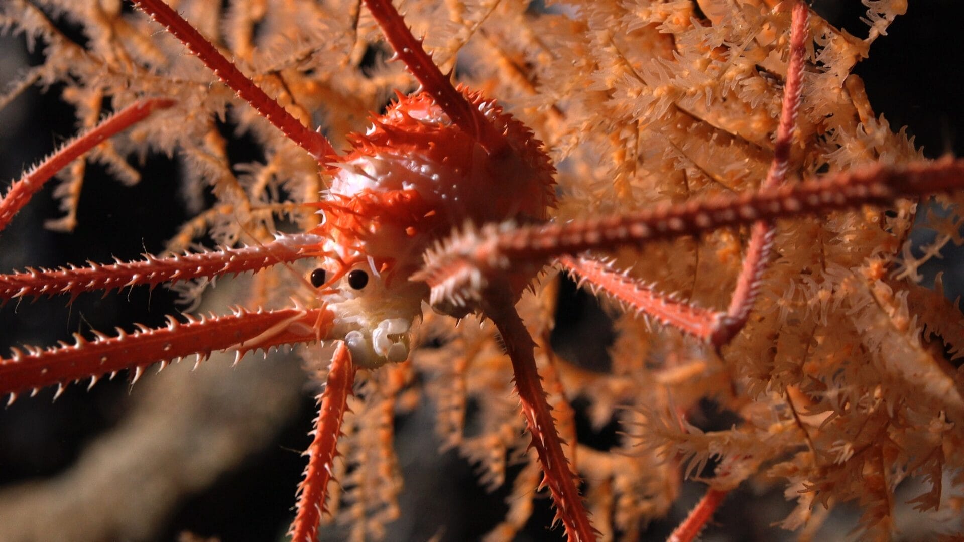 Researchers Uncover Hundreds of New Marine Species in the Underwater ...