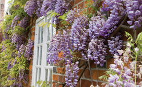 Scented Climbers