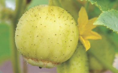 Cucumber 'Crystal Apple' from Thompson & Morgan