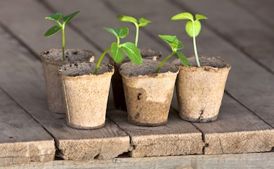 Cucumber seedlings in pots