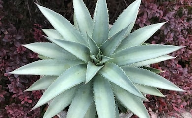 Light green mangave succulent