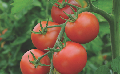 Tomato 'Moneymaker' from Thompson & Morgan