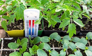 Thermometer in greenhouse