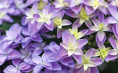 Hydrangea âDouble Dutch Alkmaarâ from Thompson & Morgan