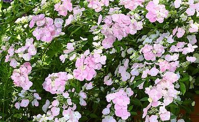 Hydrangea 'French âBoleroâ from Thompson & Morgan