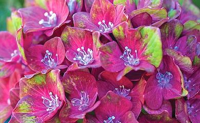 Hydrangea macrophylla âGlam Rockâ from Thompson & Morgan