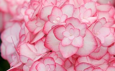 Hydrangea macrophylla âMiss Saoriâ from Thompson & Morgan