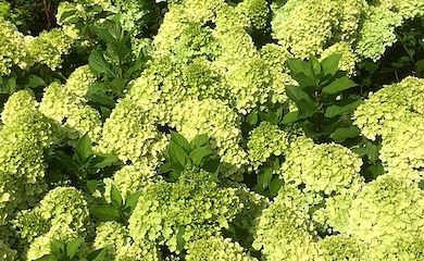 Hydrangea 'Mojito' from Thompson & Morgan