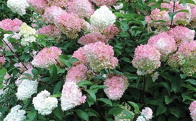 Hydrangea paniculata âVanilla Fraiseâ from Thompson & Morgan