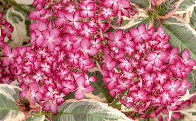 Pink and green hydrangea 'Euphoria Pink'