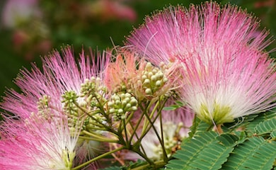 Albizia julibrissin âOmbrellaâ from T&M