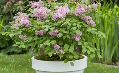 Lilac Dwarf 'FlowerfestaÂ® Pink' from T&M