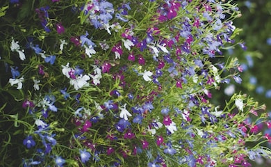 Lobelia 'Cascade Improved Mixed' from T&M