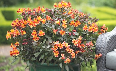 Orange and yellow alstroemeria 