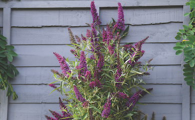 Buddleja âButterfly Towerâ from T&M