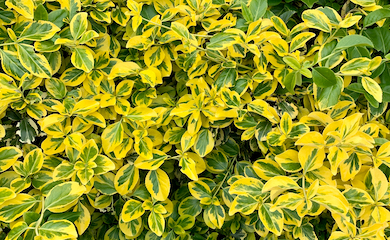 Euonymus fortunei âEmerald ânâ Goldâ from T&M