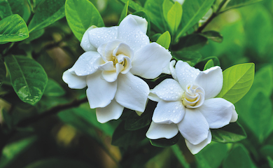 Gardenia âCrown Jewelsâ from T&M