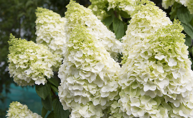 Hydrangea paniculata 'Magical Moonlight' from T&M