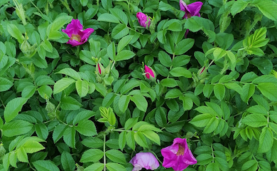 Rose rugosa 'Rubra' from T&M