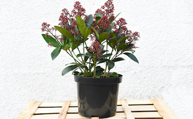 Skimmia japonica âRubellaâ from T&M