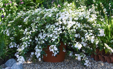 Hydrangea 'Runaway Bride' from Thompson & Morgan