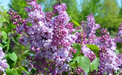 Purple lilac flowers