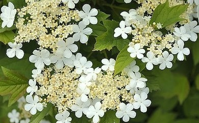 White Viburnum Opulus flowers