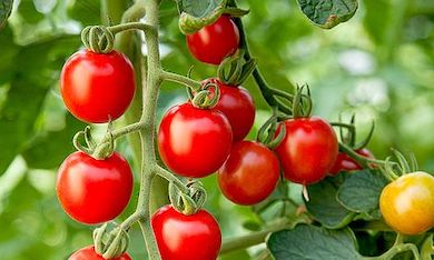 Tomato 'Crimson Cherry' (Grafted) from Thompson & Morgan