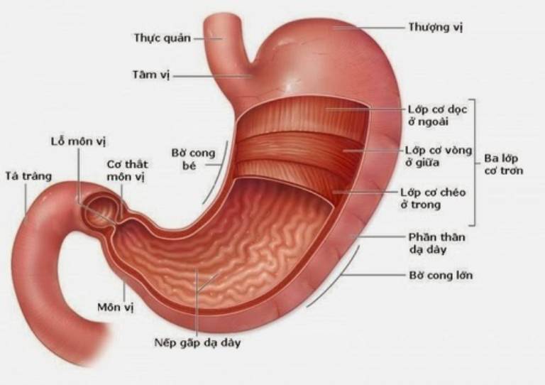 Cập nhật 68+ về hình vẽ dạ dày