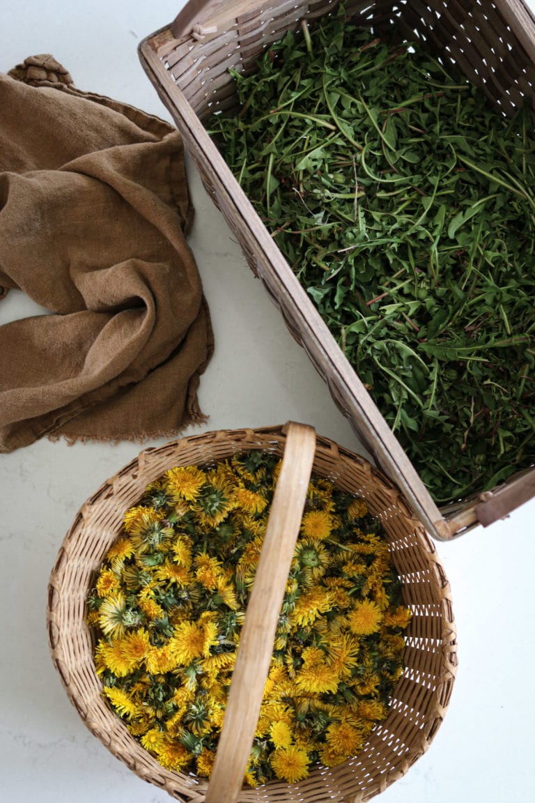 harvesting dandelion leaves and flowers in basket