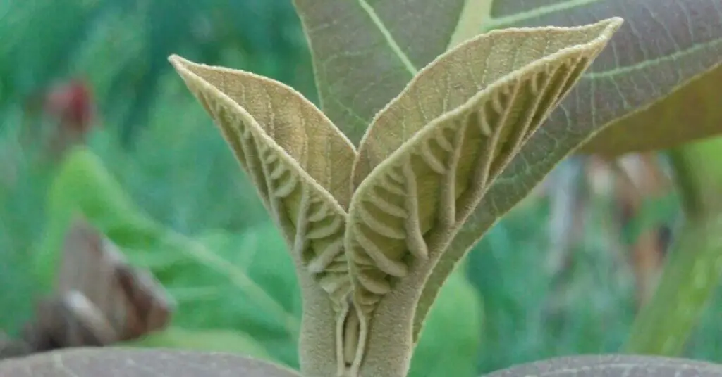 Teak new leaves