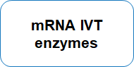 mRNA IVT enzymes